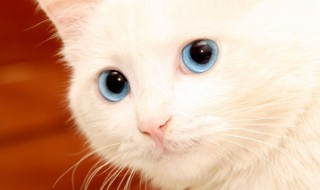 什么猫生的宝宝多 什么猫生的宝宝多一点