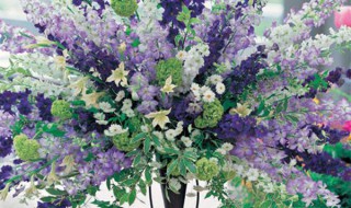 飞燕草的花语是什么 飞燕草的花语是什么呢