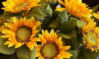 11支向日葵花语是什么 十一支向日葵花语