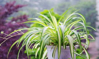 吊兰的花语是什么 紫玄月吊兰的花语是什么