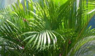 散尾葵的养殖方法