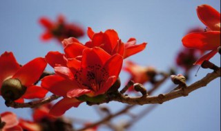 木棉花的花语 粉色木棉花的花语