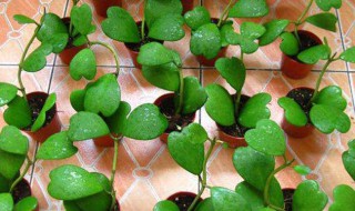 心叶球兰的花语是什么(球兰花花语是什么)