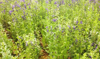 益母草在哪里种植 益母草在哪里种植好