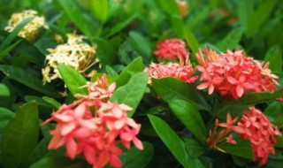 龙船花花语是什么 龙船花的含义