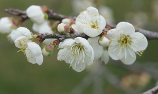 梅花象征着什么（梅花象征着什么精神）