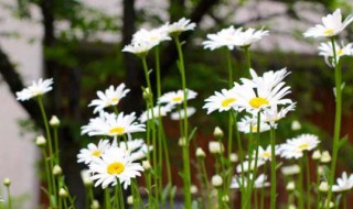 雏菊花语是什么 黄色雏菊花语是什么