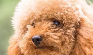 狗是怎么分辨家人和陌生人的（狗是怎么分辨家人和陌生人的呢）