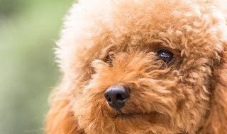 怎样分辨茶杯泰迪（怎样分辨茶杯泰迪纯不纯）