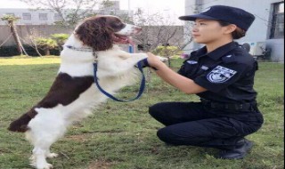 警花与警犬中都有什么犬 警花与警犬的狗是警犬吗