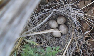 怎么找凤头百灵的窝（凤头百灵几月份抱窝）