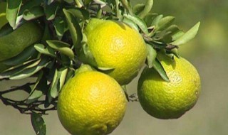 绿美人柑橘抗寒吗（红美人柑橘耐寒吗,最低温度可抗冻到几度）