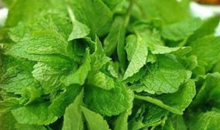 薄荷叶泡水喝的功效 菊花加薄荷叶泡水喝的功效