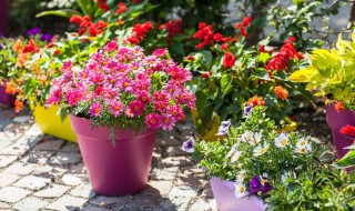 花盆有哪些种类（花盆都有哪些种类）