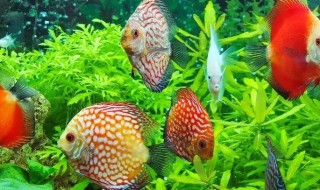 热带鱼的繁殖方法（热带鱼的繁殖方法有哪些）