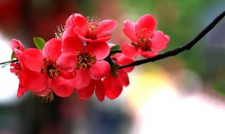 海棠花冬季养殖方法和注意事项（海棠花冬季养殖方法和注意事项有哪些）