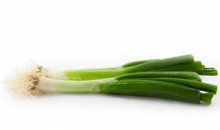 水培大葱的正确方法 家庭水培大葱的方法