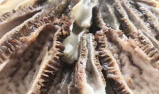 羊肚为什么有黑有白(羊肚为什么有黑有白呢)