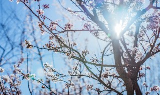 腊梅的自制方法（腊梅可以做成什么）