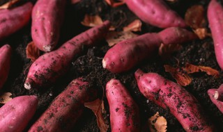 红薯放哪里不容易烂 红薯怎么容易烂