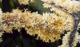 竹燕窝怎么清洗方便(竹燕窝怎么清洗方便吃)