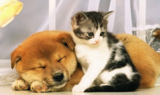 幼犬吃狗粮正确喂法 喂食狗粮的正确方法