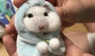 饲养仓鼠八大禁忌有那些 饲养仓鼠八大禁忌有那些图片