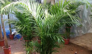 给散尾葵浇水的正确方法（给散尾葵浇水的正确方法视频）