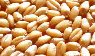 麦子长期保存方法(麦子长期保存方法有哪些)