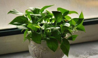 绿萝叶子没有生命力怎么办 绿萝叶子没有生命力的解决方法