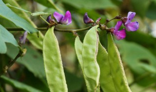 梅豆种植新方法 梅豆种植新方法图片