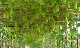 长吊瓜种植栽培方法（吊瓜的栽培技术）