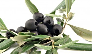 乌榄种植技术和方法(乌榄的种植与管理)