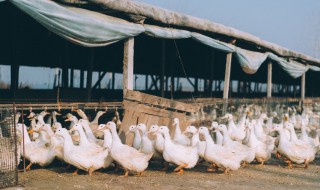 养鹅最佳控料方法 养鹅最佳控料方法图解