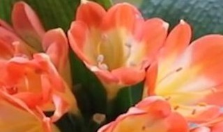 买回家的君子兰种子保存方法 买回来的君子兰种子怎么种