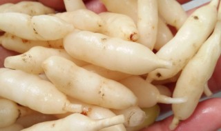 新鲜麦冬的保存方法 麦冬怎么储藏