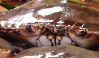 梭子蟹如何长时间保存方法（梭子蟹如何长时间保存方法图片）