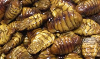 东北特产蚕蛹保存方法（东北蚕蛹怎么保存）