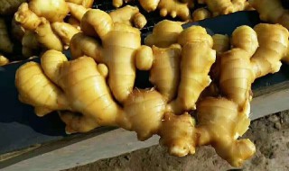 小黄姜的保存温度方法 小黄姜怎么保存