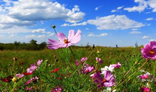 春天的格桑花优美句子 形容格桑花开的漂亮的短句