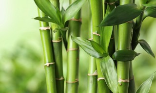 冬天凤尾竹的管理方法 冬天凤尾竹的管理方法和技巧