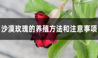 冬天沙漠玫瑰的养殖方法和注意事项 冬天沙漠玫瑰的养殖方法和注意事项视频