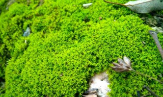 种植苔藓方法 怎么栽苔藓