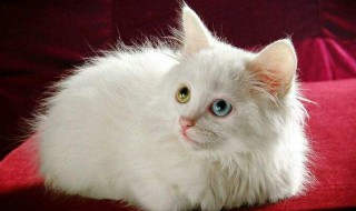 做猫窝简单教程 做猫窝的教程