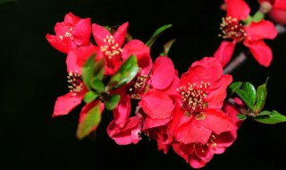 木瓜海棠冬季养殖方法 木瓜海棠冬季养殖方法和时间