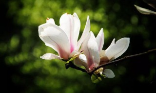 玉兰花水培种植方法（玉兰花水培种植方法图片）