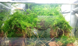 草缸养孔雀鱼的技巧（草缸是不是不适合养孔雀鱼）