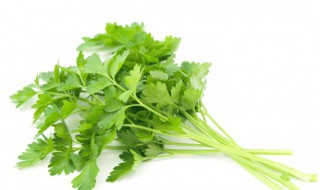 香菜长期储藏的方法（香菜长期储存方法）