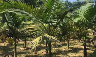 槟榔移栽的技巧 槟榔的种植方法