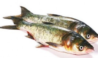 花鲢鱼如何做才好吃（花鲢鱼如何做才好吃川味）